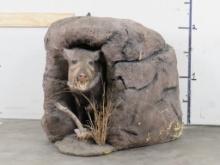 Lifesize Javelina in Den base TAXIDERMY