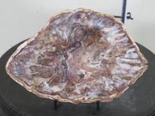 Beautiful Polished Petrified Wood Slab w/Stand from Madagascar ROCKS, MINERALS, FOSSILS