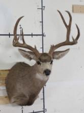 11 Pt Mule Deer Sh Mt w/25.75" Spread TAXIDERMY