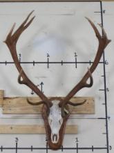 Very Nice Red Stag Skull on Plaque w/All Teeth & Big Rack TAXIDERMY