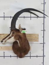 Sable Sh Mt TAXIDERMY