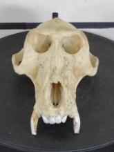 XXL Baboon Skull (upper) TAXIDERMY