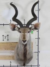 Kudu Sh Mt w/Removable Horns TAXIDERMY