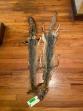 2 Grey fox, furs/hides/skins, 44" & 48" long, Great for taxidermy crafts, log cabin decor