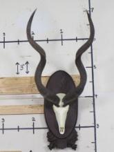 Reproduction Kudu Skull w/Real Horns TAXIDERMY