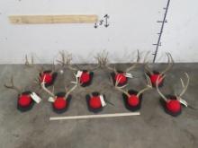 9 Whitetail Racks on Matching Plaques (ONE$) TAXIDERMY