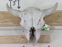 Buffalo Skull w/No Caps TAXIDERMY