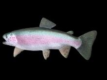 Beautiful Repro, Rainbow Trout fish,, New in Box, about 21 inches long excellent fish taxidermy beau