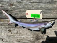 Repro, baby, Sand Shark, New in Box, about 14 inches long excellent fish taxidermy natucial decor