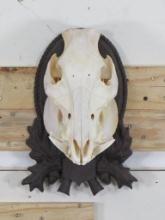 Nice Hog Skull on Plaque TAXIDERMY