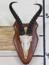 Nice Springbok Euro on Nice Wood Plaque w/Big Removable Horns TAXIDERMY TAXIDERMY