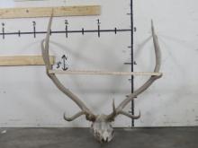 Respectable Elk Rack on Skull Plate TAXIDERMY