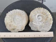2 Ammonite Fossils from Morocco (ONE$) ROCKS&MINERALS