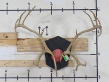 Caribou Rack on Plaque TAXIDERMY