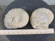 2 Ammonite Fossils, from Morocco (ONE$) ROCKS&MINERALS