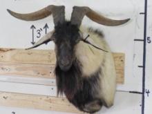 Nice/Newer Spanish Goat Sh Mt TAXIDERMY
