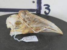 Very Rarely Seen White-Thighed (Female) Hornbill Bird Skull TAXIDERMY