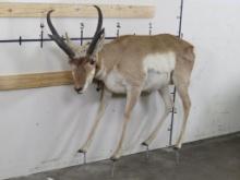 Lifesize Pronghorn *No Base* TAXIDERMY