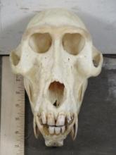 Nice Baboon Skull w/Wired Jaw TAXIDERMY