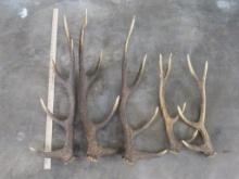 5 Antler Sheds (ONE$) TAXIDERMY