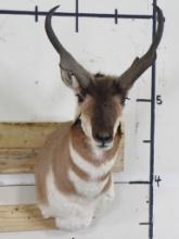 Nice Pronghorn Sh Mt TAXIDERMY