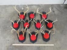 10 Smaller Whitetail Racks on Plaques (ONE$) TAXIDERMY