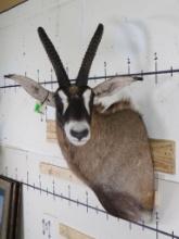 Roan Antelope Sh Mt w/Removable Horns TAXIDERMY