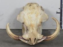 Nice Big Warthog Skull w/XL Tusks & All Teeth TAXIDERMY