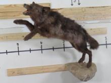 Very Rarely Seen Lifesize Leaping Black Coyote on Rock Base TAXIDERMY