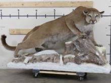 Very Nice Lifesize Mountain Lion On Mountain Snow Base TAXIDERMY