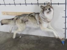 Very Nice Lifesize Female Running Wolf -no base TAXIDERMY