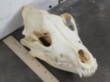 Very Nice/Big Wolf Skull w/All Teeth & Wired Jaw TAXIDERMY