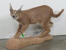 Nice Lifesize Caracal Cat on Base TAXIDERMY