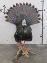 Absolutely Beautiful & Rare Lifesize Strutting Ocellated Turkey On Natural Wood Branch TAXIDERMY