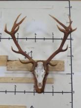 Very Nice Red Stag Skull on Plaque w/All Teeth & Symetrical Rack TAXIDERMY