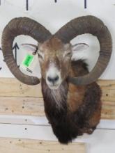 Nice, Big Mouflon Sh Mt TAXIDERMY