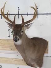 Nice 8 Pt Whitetail Wall Pedestal TAXIDERMY