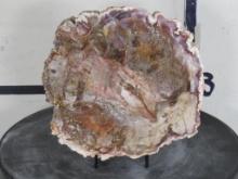 Beautiful Polished Petrified Wood Slab w/Stand from Madagascar ROCKS, MINERALS, FOSSILS
