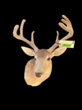 7 point South Carolina velvet deer shoulder mount, Antlers have 18 inch spread, great taxidermy, log