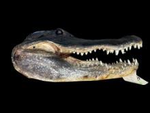 Large Alligator head, 17 inches long x 9 inches wide, all teeth, glass eyes, great taxidermy oddity