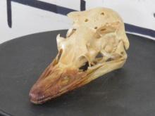 Ostrich Skull TAXIDERMY