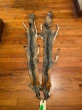2 Grey fox hides/skins/furs, 43 inches, with the feet, great for taxidermy crafts, log cabin decor