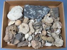 Large Lot of Shells, Fossils, Ex: Late Jack Huber of Williamstown, NJ PICK UP ONLY