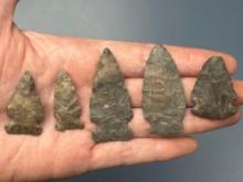 5 Meadowood Related Points, Arrowheads, Longest is 2", Found in New York,
