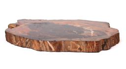 Large Slab of Petrified Wood, Millions of Years Old