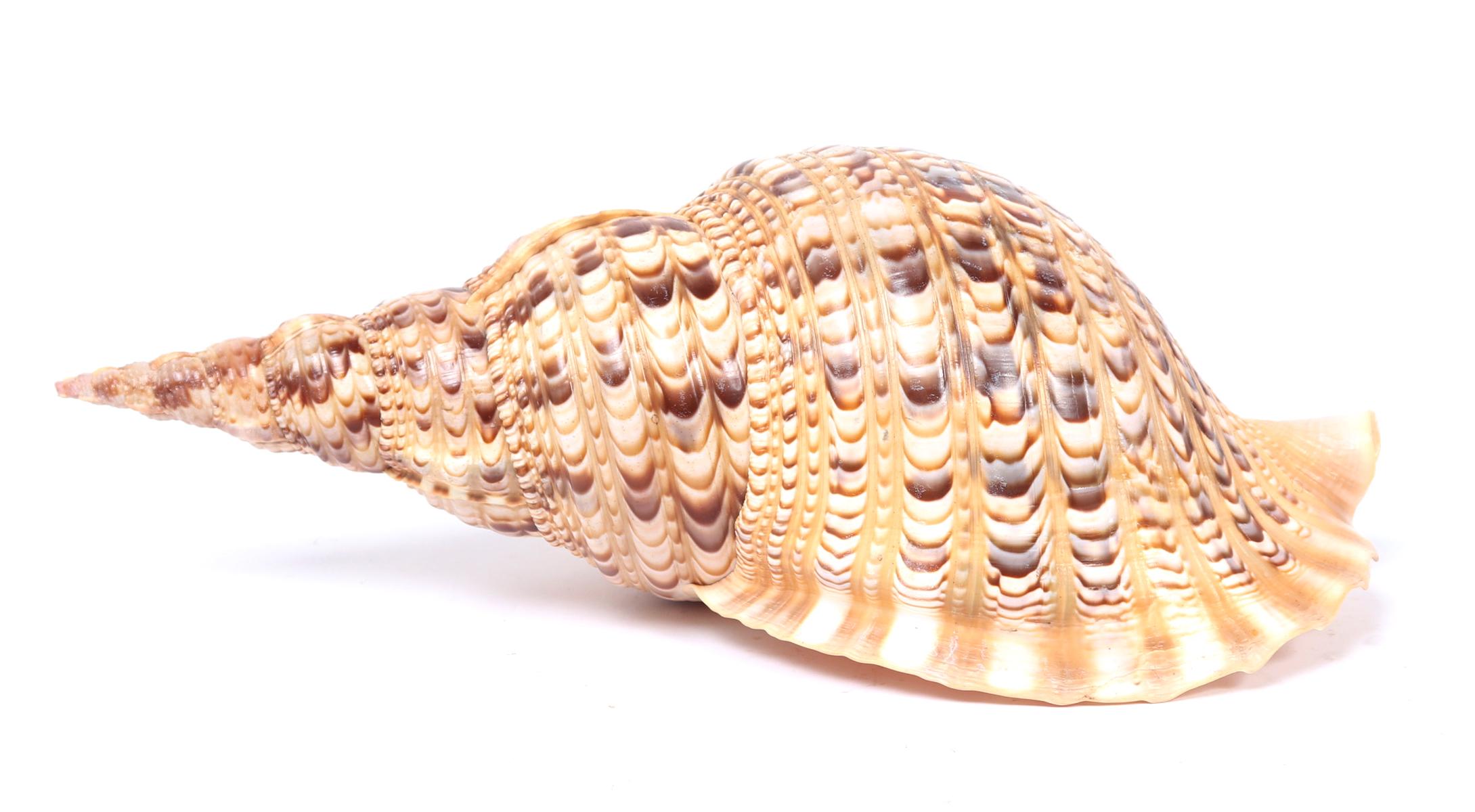 Triton Sea Shell, Charonia Tritonis, Fifteen Inches Long