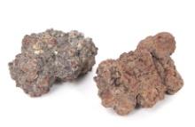 Group of Fossilized Coprolite, Dinosaur Dung