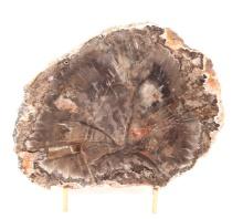 Dark Brown Petrified Wood Slab with Stand