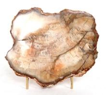 Gorgeous Petrified Wood Slab w/Stand