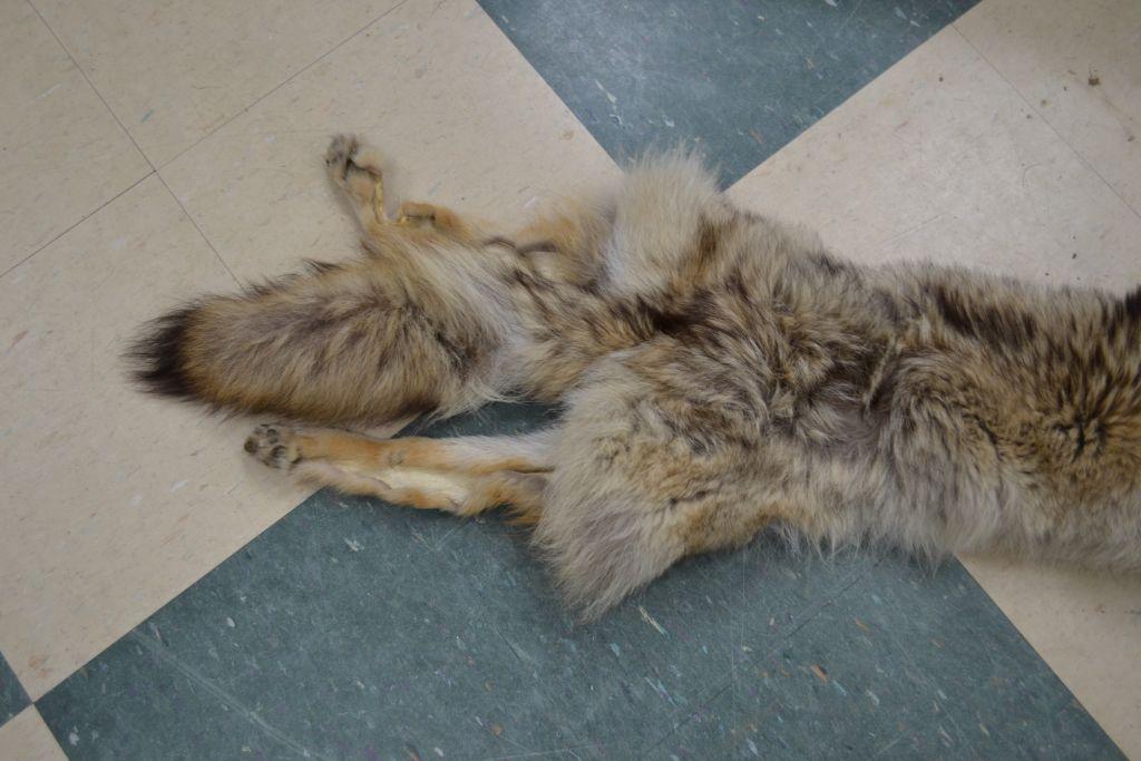 Coyote Hide 53" From Nose to Tail